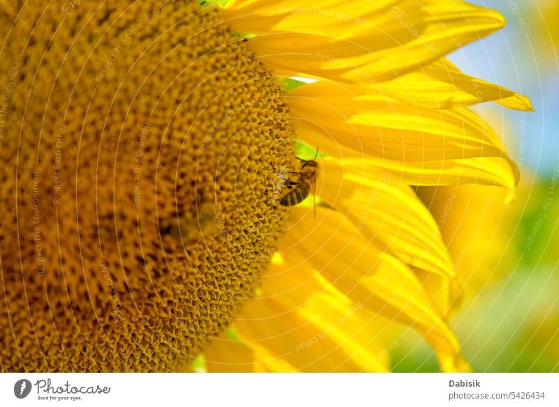 Honigbiene bestäubt blühende Sonnenblume, Nahaufnahme Biene Feld Makro gelb Pollen Insekt Überstrahlung Pflanze Pollenflug Tier Ökologie Garten Hintergrund