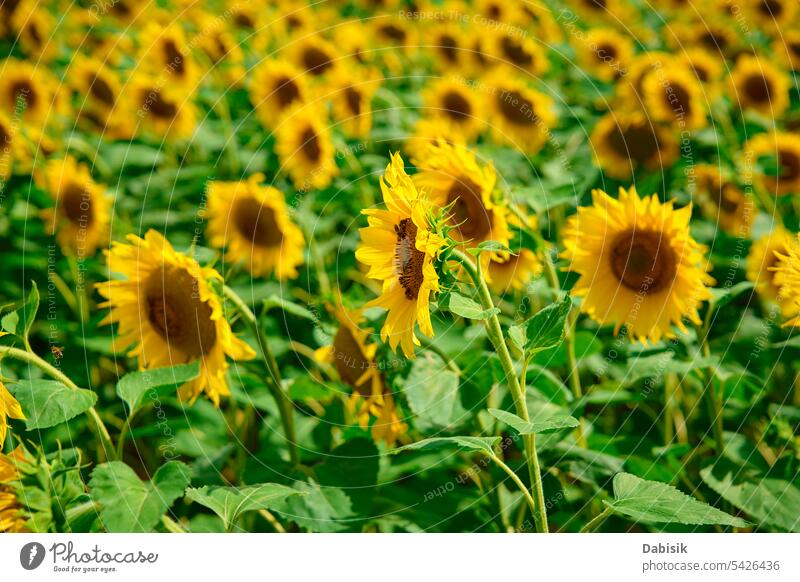 Blühendes Sonnenblumenfeld an einem Sommertag Feld Überstrahlung Schonung Pflanze gelb Ackerbau Landschaft Hintergrund Landwirtschaft Ernte Blume Himmel Natur