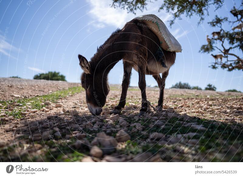 Esel im Schatten eines Baumes. Ziegen auf einem Baum Marokko Tier Außenaufnahme Menschenleer Angebunden Nutztier Arganbaum Landschaft Essen suchen