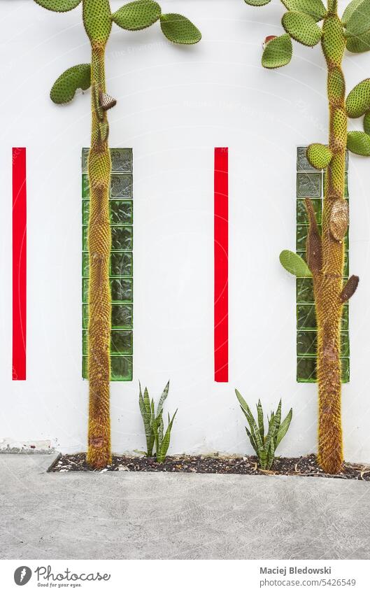 Straßenansicht von weißen Gebäudefassade mit Kaktus, Architektur Hintergrund, Ecuador. Wand Haus Fassade reisen Großstadt Stadt Südamerika urban im Freien