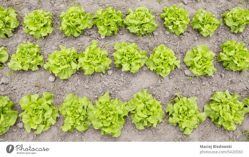 Draufsicht auf einen Bio-Salat auf einem Feld, selektiver Fokus. Gemüse Ackerbau organisch Bauernhof Boden wachsen Ernte grün Blatt Garten Pflanze Reihe Natur