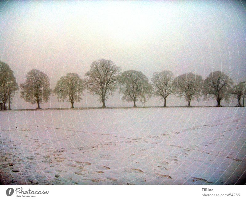 Bäume bei minus 14 Grad Winter Baum Fußspur Licht Schnee Morgen Landschaft