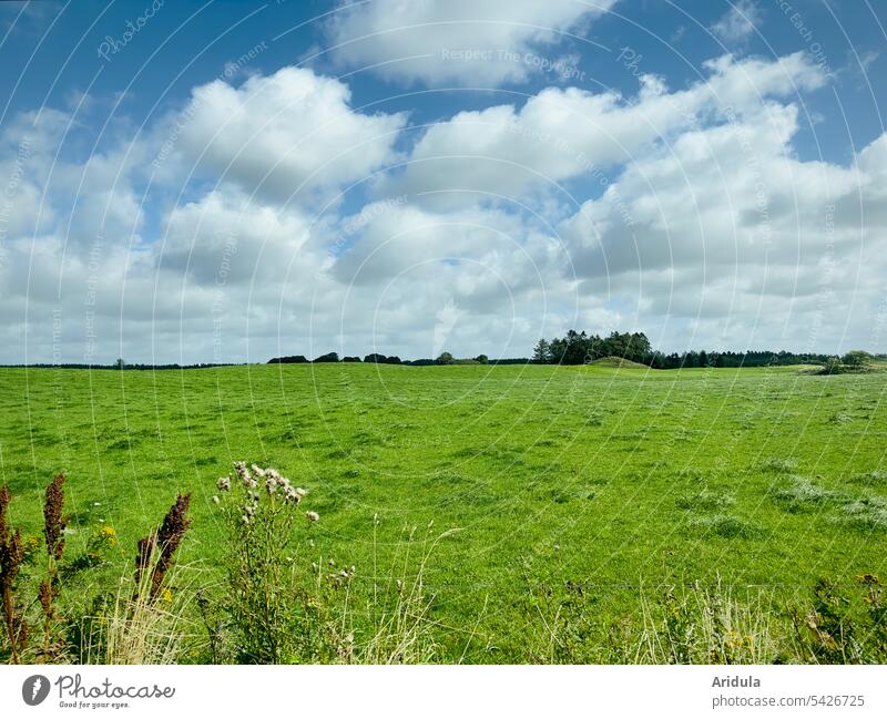 Grüne Wiese mit blauem Himmel und weißen Wolken Weide grün Gras Blauer Himmel flaches Land Landschaft Landwirtschaft Horizont Dänemark Natur Sommer Feld