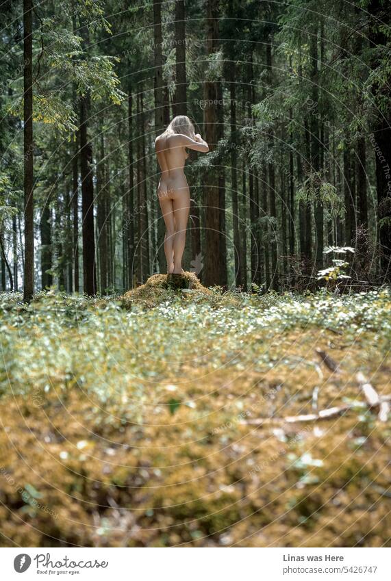 Diese grünen Wälder sind mit wilden und wunderschönen nackten Kreaturen wie dieses blonde Mädchen durchstreift. Eine nackte Frau fühlt sich überhaupt nicht verloren in diesem tiefen Wald. Erleuchtet von der Sommersonne zeigt sie anmutig ihre sexy Kurven.