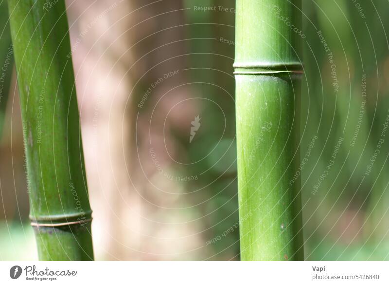 Grüner Bambusspross grün Makro Hintergrund Wald Blatt abstrakt Natur Muster Nahaufnahme Asien Schönheit Borte botanisch Ast Windstille China Chinesisch Klima