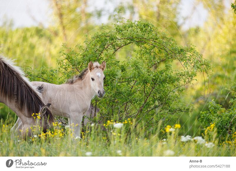 Konikfohlen und Mutterstute auf einer Wiese im Frühling Fohlen klein Pferdekind Wildpferde draußen Weideland Landschaftspflege grün Falbe ursprünglich