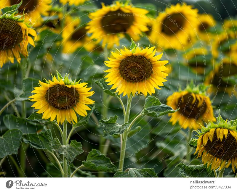 Sonnenblumenfeld reif Sonnenblumenöl Öl Energie blau Umwelt Landschaft Pflanze schön Nutzpflanze Himmel Gegenlicht Hügel Unendlichkeit Romantik Warmherzigkeit