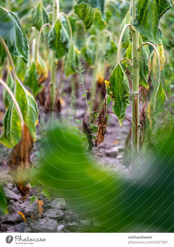Sonnenblumenfeld wassermangel Erderwärmung Trockenheit Landwirschaft Dürrezeit reihen Farbfoto Sonnenuntergang Außenaufnahme Rheinland-Pfalz Idylle grün gelb