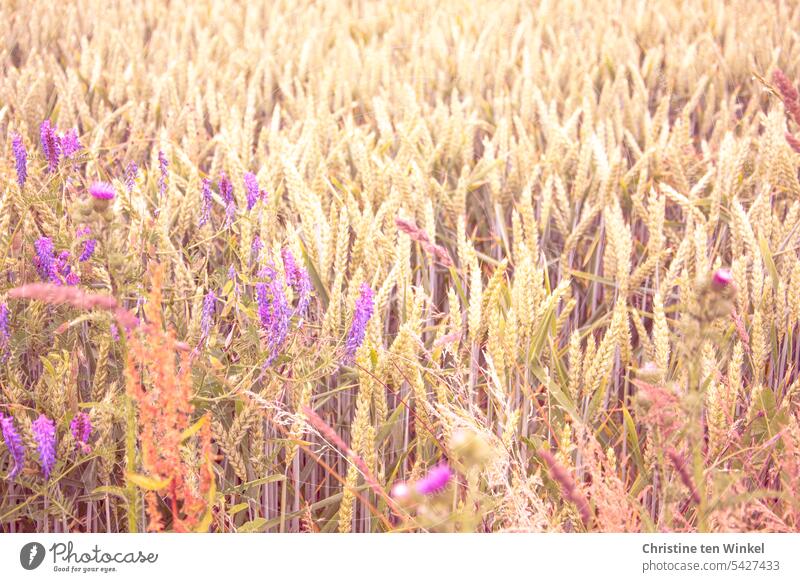 Weizenfeld mit violetten Wildblumen Getreidefeld Ähren Sommer Landwirtschaft Ernährung natürlich Ackerbau Lebensmittel Wachstum Brotgetreide Korn Kornfeld