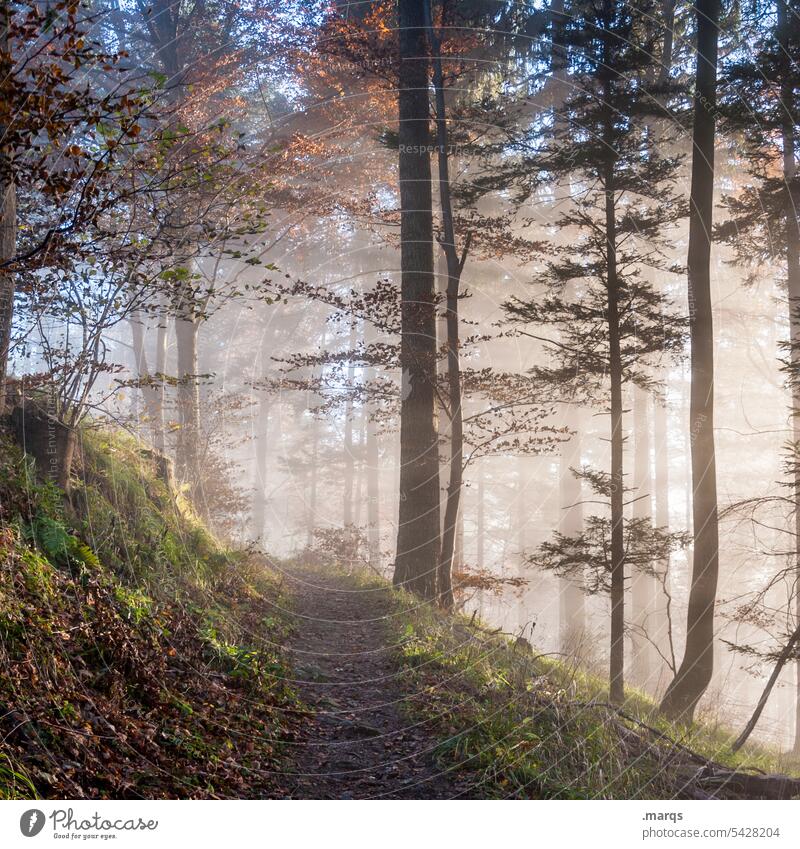 Morgens im Wald Nebel Morgennebel morgens Warmes Licht Laubwerk Morgenstimmung Wege & Pfade Stimmung Natur Umwelt Sonnenlicht Herbst