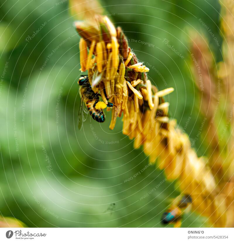 In der lebendigen Natur von Arusha, Tansania, entfaltet sich ein faszinierender Moment, als eine fleißige Biene einen zarten Tanz auf einer Maisblüte vollführt. Das Bild fängt die Essenz des Balletts der Natur ein und zeigt die komplizierte Verbindung zwischen Bestäuber und