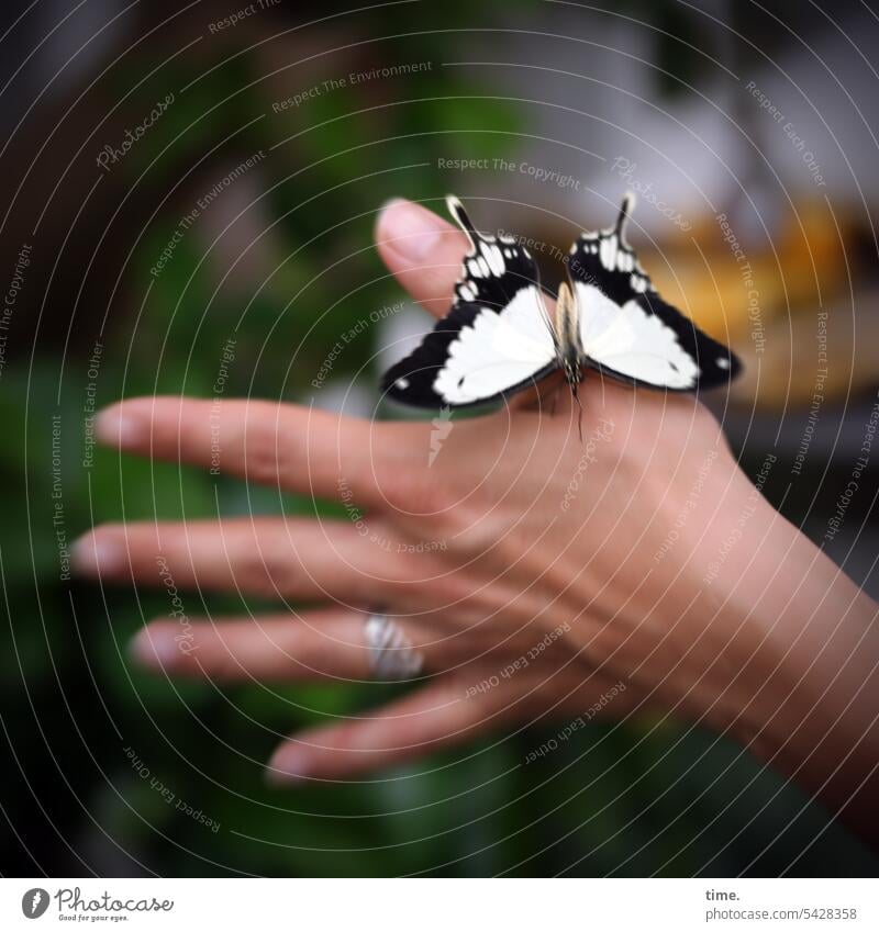 Vertrauensvorschuss Schmetterling Schwalbenschwanz Frau sitzen Hand Insekt Tier Natur Nahaufnahme Tagfalter Falter Schmuck Finger Papilio machaon