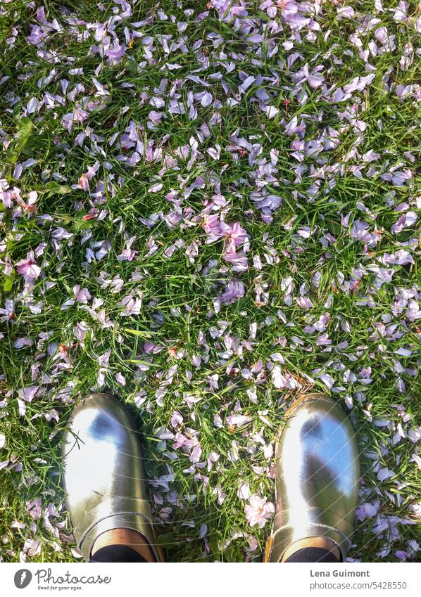 Silber clogs in Blumenwiese Clogs Schuhe Außenaufnahme Farbfoto grün silber Rasen Füsse Frau Tag reflection Gras Wiese Natur Frühling Pflanze Sonnenlicht Sommer