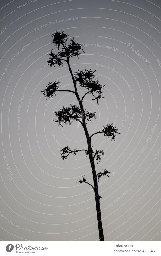 #A0# Agavenschwarz Agavenblatt Agavengewächs Agavendicksaft Agavesirup Agavenblüte Agavenpflanze Agavenfeld Scherenschnitt Pflanze exotisch Kanarische Inseln