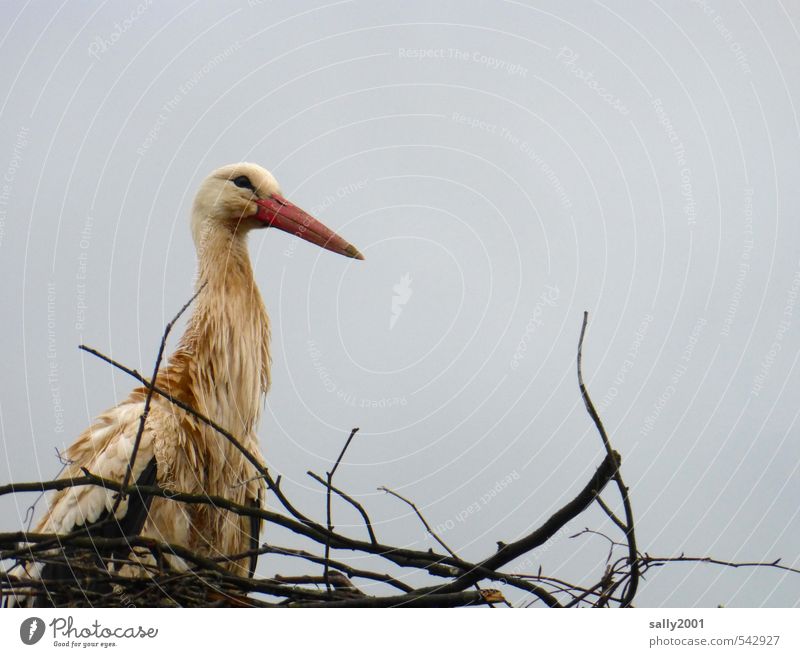 Bin ich nicht schön? Wolken schlechtes Wetter Tier Wildtier Vogel Storch 1 bauen beobachten Blick sitzen warten nass Natur Nest Nestbau Horst Zweige u. Äste