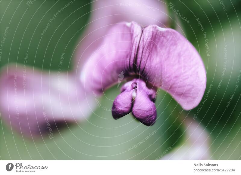 Nahaufnahme einer lila Erbsenblüte mit unscharfem Hintergrund, selektiver Fokus. Blütezeit botanisch Blütenknospen Aufsteiger Farbe farbig filigran