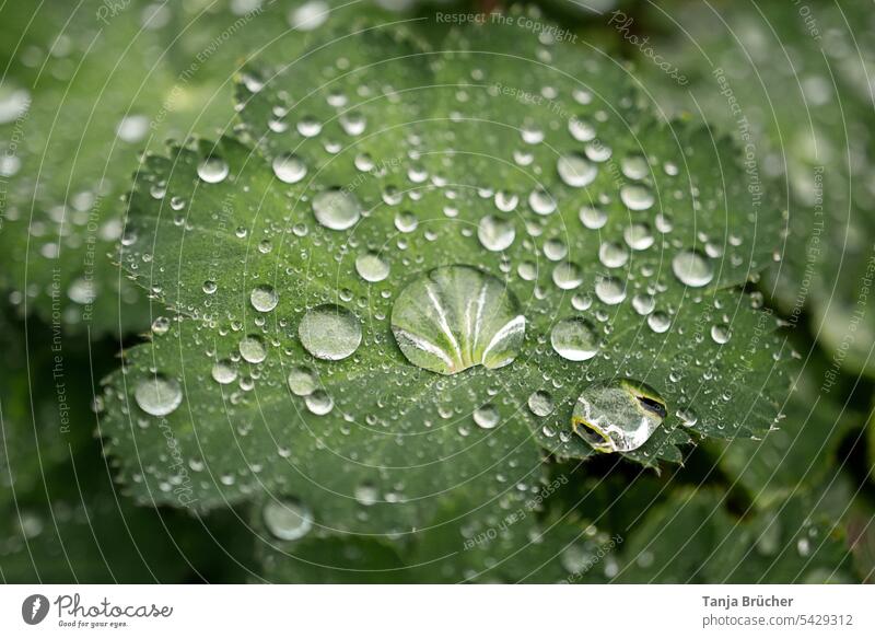 Nahaufnahme von Wassertropfen auf grüner Blattpflanze Pflanze Grünpflanze Natur nass Schwache Tiefenschärfe Reflexion & Spiegelung Außenaufnahme Tropfen