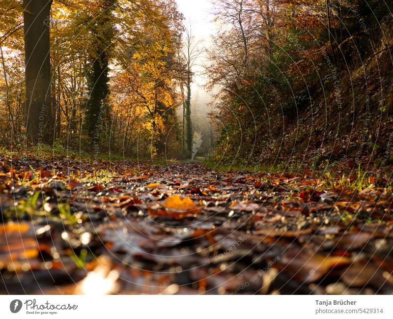Herbstwald im goldenen Licht bei leichtem Nebel im Hintergrund Herbstlaub Herbstfärbung Waldweg goldener Herbst herbstlich goldenes Licht Jahreszeiten