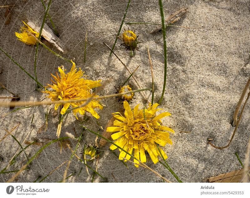Gelbe Blümchen vom Sand verschluckt Blumen Blüten Strand Düne Nordsee Küste Ferien & Urlaub & Reisen Nordseeküste Natur Dünengras Dänemark