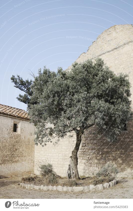 Olivenbaum oliv olivgrün Provence alt Altertum Festungen Les Baux-de-Provence südfrankreich Mittelmeer Mittelmeerraum mediterran warm heiß Süden Sommer