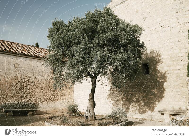 Olivenbaum mit Bank vor einem steinernen Gebäude oliv olivgrün Provence alt Altertum Festungen Les Baux-de-Provence südfrankreich Mittelmeer Mittelmeerraum
