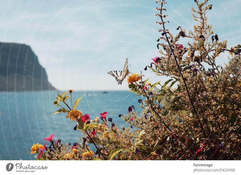 Schmetterling am Strand Plage du Bestouan von Cassis Mittelmeer Strang klares Wasser türkis südfrankreich Frankreich Cote d'Azur Berge bergkette Hügel Küstenort