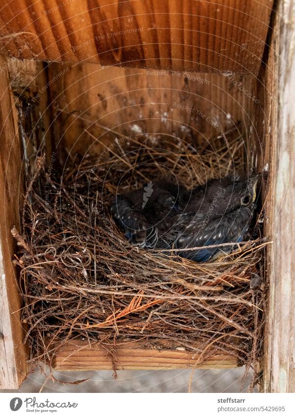 Jungvögel von Sialia sialis in einem Vogelhausnest Vogeljunge Küken Vogelnest Rotkehl-Hüttensänger Blaukehlchen Nest Natur Tier hungrig Nistkasten