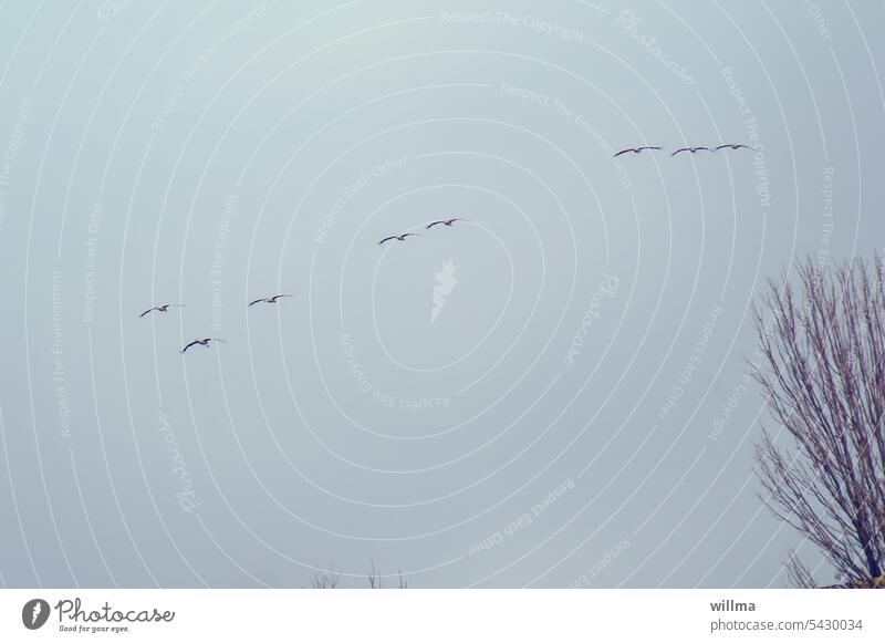 Kraniche im Synchron-Gleitflug fliegen Himmel Zugvögel Vogelflug Herbst Kraniche ziehen Wildvögel ziehende Kraniche Baum Textfreiraum minimalistisch Zugvogel