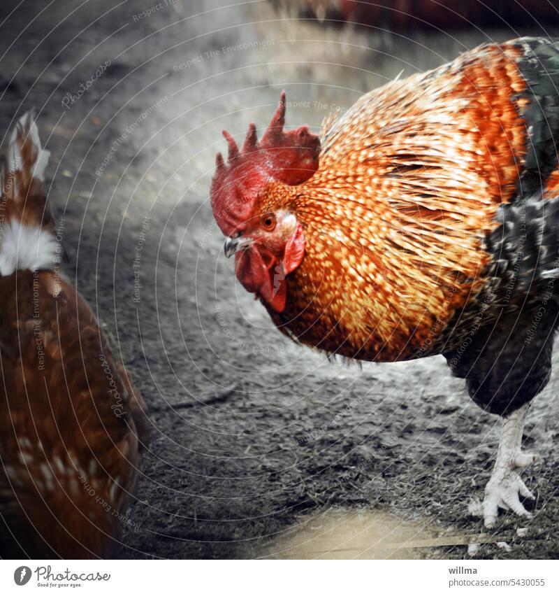 Gockel hat schon wieder Lust Hahn Federvieh Nutztier Hühner Geflügel freilaufend Hühnerhaltung Hahnenkamm Tierzucht Hahnekamm Bauernhof