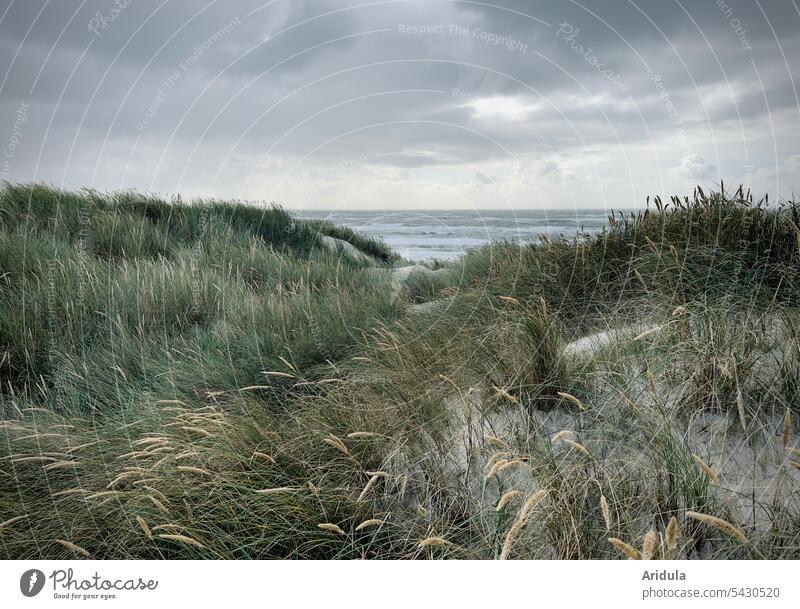 Dahinten ist das Meer! | Blick von den Dünen mit Gräsern zur Nordsee an einem stürmischen Tag Dünengras Wind Böe Natur Strand Küste Ferien & Urlaub & Reisen
