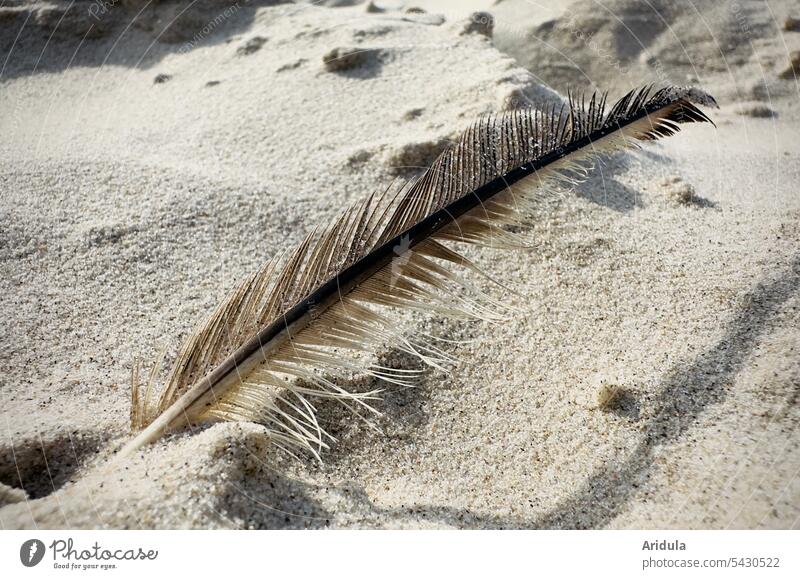 Feder steckt im Sand Strand Sandstrand Detailaufnahme Sonnenlicht Ferien & Urlaub & Reisen Meer Natur Küste Sommer Sommerurlaub Vogelfeder