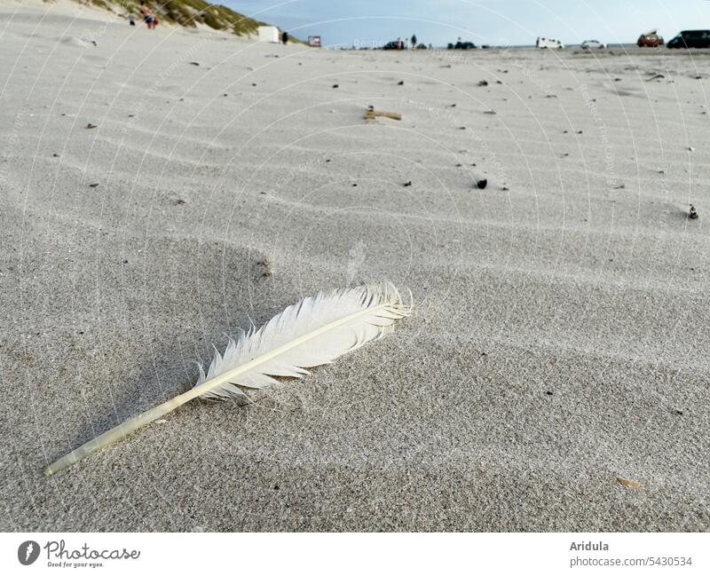 Weiße Feder liegt am Sandstrand Vogel Strand Meer Küste Landschaft Ferien & Urlaub & Reisen Tourismus Sommer Schönes Wetter Autos Wellen Düne