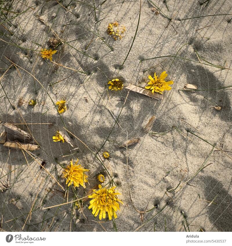 Gelbe Blümchen vom Sand verschluckt Blumen Strand Gräser Sommer Blüte Pflanze Sonnenlicht Sandverwehung versandet Sandstrand Ferien & Urlaub & Reisen Landschaft