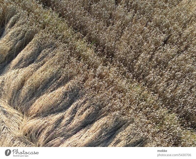 vom Wind gezeichnet Landwirtschaft Feld Nutzpflanze Ackerbau Lebensmittel Pflanze Sommer Wachstum Ernte Sturmschaden Ernährung Ernteschäden ökologisch Umwelt