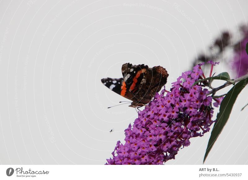 letzter Schmetterling tier insekt schmetterling blüten flieder schmetterlingsflieder gelandet nahrung nahrung suchend fühlen spüren zart filigran natur