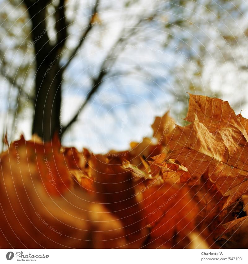 Chemnitzer Laublawine Umwelt Natur Pflanze Herbst Schönes Wetter Baum Blatt Laubbaum Park Menschenleer Holz hängen liegen stehen hell hoch nah natürlich trocken