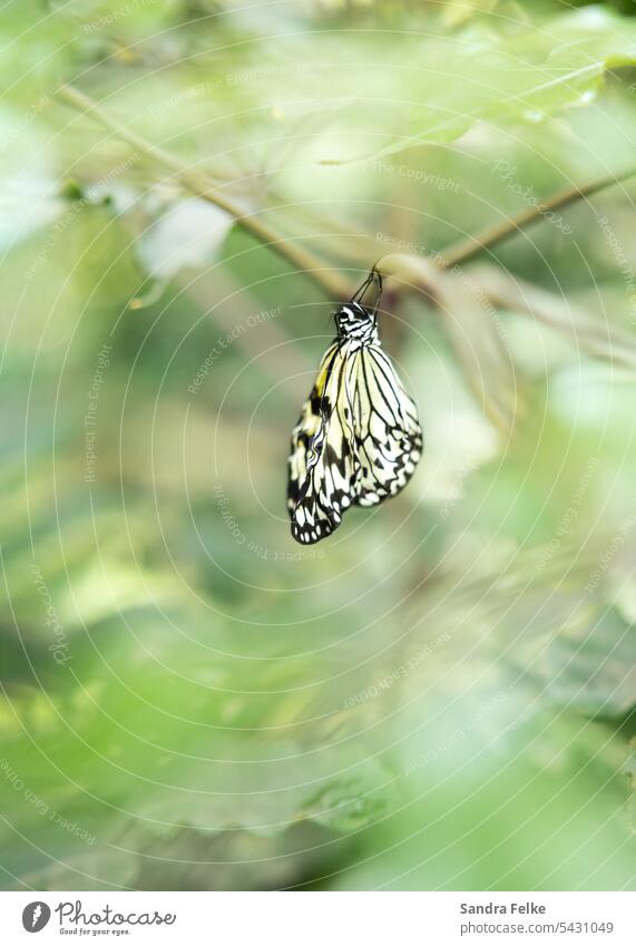 Schmetterling zwischen grünen Blättern Insekt Tier Flügel Fühler Makroaufnahme Nahaufnahme Schwache Tiefenschärfe filigran Facettenauge Natur Farbfoto
