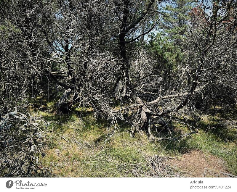 Tote Kiefern im Wald Natur Landschaft Umwelt Holz Todholz Baum Klimawandel Waldsterben Forstwirtschaft Naturschutz Naturschutzgebiet
