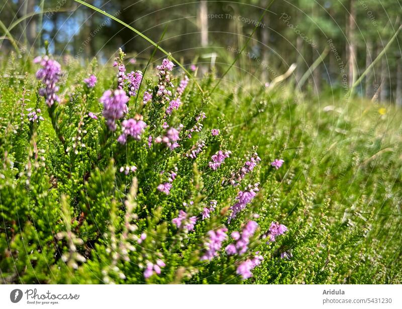 Blühendes Heidekraut Blüten lila violett Erika Natur Heideblüte Sommer Sonnenlicht Detailaufnahme geringe Tiefenschärfe Waldrand