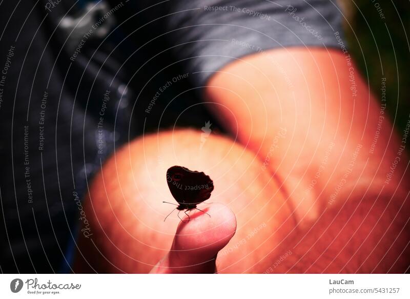 Fingerspitzengefühl - ein Schmetterling hält Rast auf einem Daumen Falter Schmetterlingsflügel Flügel Insekt nah natürlich wagemutig angstfrei Tageslicht