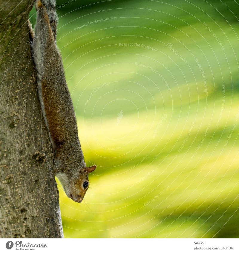 Hörnchenbungee Natur Pflanze Eichhörnchen 1 Tier Neugier niedlich braun gelb grau grün Farbfoto Außenaufnahme Tag Tierporträt
