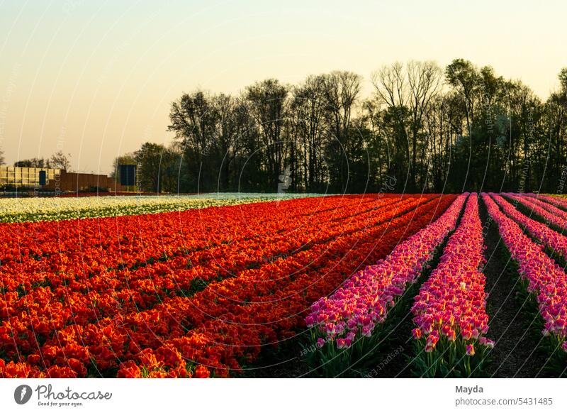Frühlingsszene auf dem Tulpenfeld Deutschland Feld Blume Landschaft Panorama (Aussicht) Natur Landwirtschaft agrarbetrieb Blüte Fotografie Sonnenuntergang
