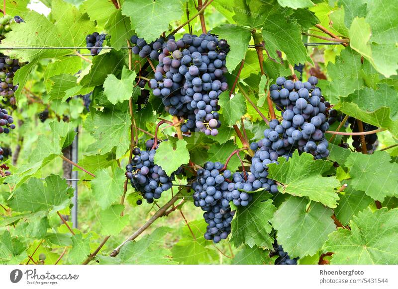Weintrauben an einem Rebstock in der Mittagssonne weintrauben Frucht süß Gesundheit Pflanze grün Lebensmittel frisch Natur Farbfoto Weinberg Blatt Herbst