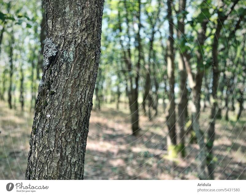 Lichter junger Eichenwald Baum Baumstamm Rinde Baumrinde Wald Natur Holz Detailaufnahme Unschärfe grün
