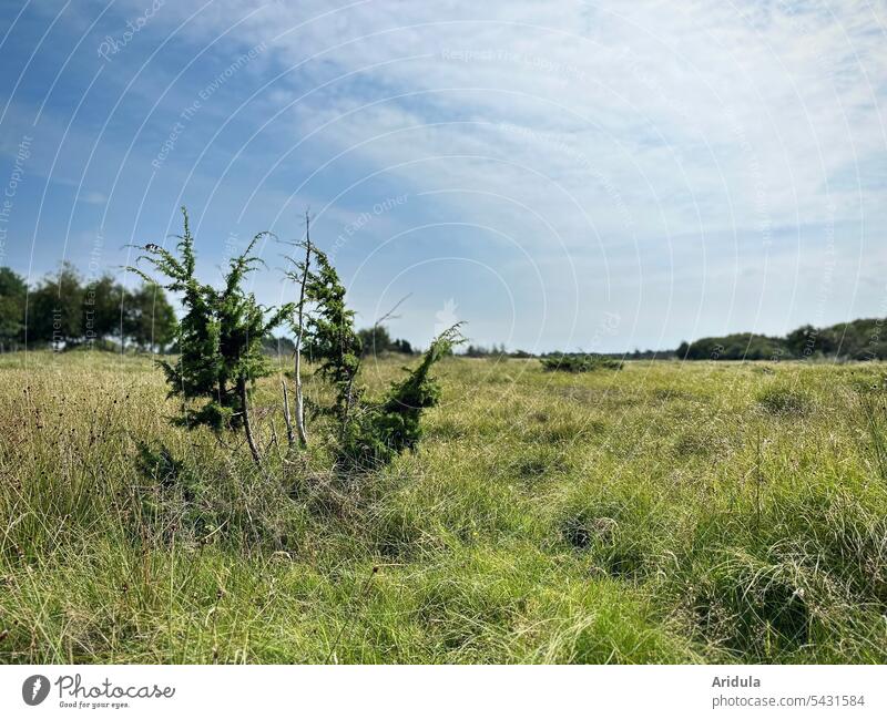 Wacholderstrauch auf einer Wiese Natur Naturschutzgebiet Menschenleer Waldrand Gräser trocken Sommer Pflanze Himmel