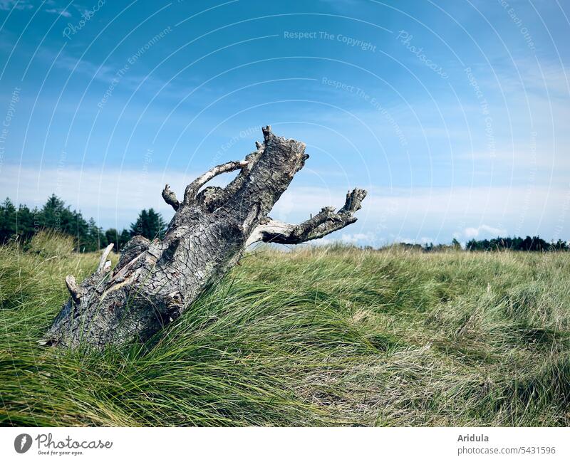 Baumstamm mit Ästen einer abgestorbenen Kiefer auf einer Wiese tot Landschaft weite Landschaft Natur Gräser Waldrand Dänemark Schönes Wetter Sonnenlicht