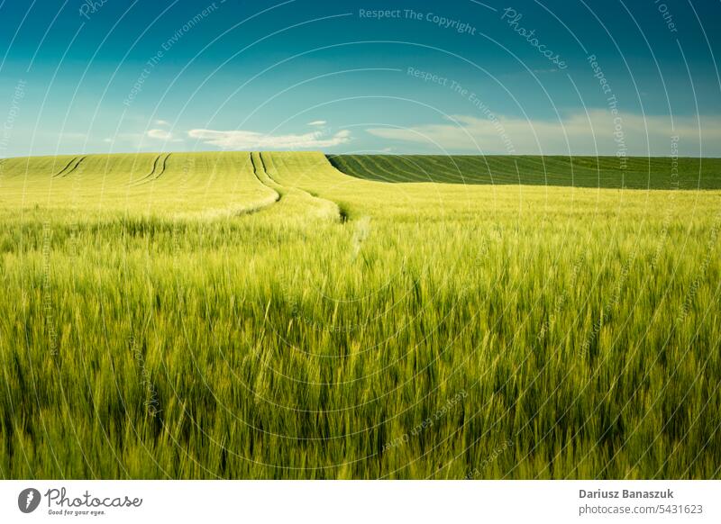 Minimalistische Landschaft mit Gerstenfeld und blauem Himmel Ansicht Feld Weizen Korn idyllisch Wachstum Müsli gelb Ackerbau im Freien Natur Sommer Pflanze