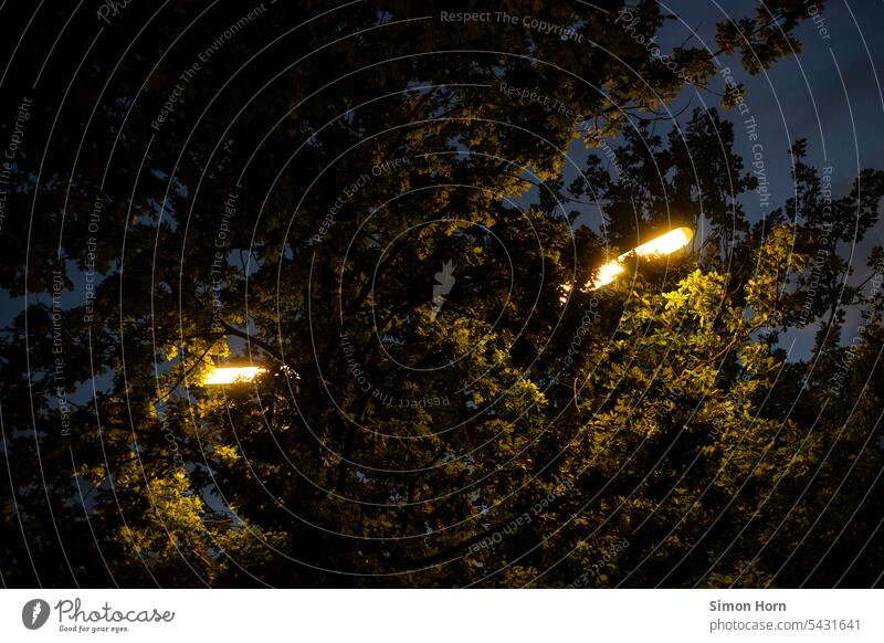 Straßenlaterne in einer Baumkrone Bauminszenierung Straßenbeleuchtung Beleuchtung dunkel Renaturierung Blattwerk Lichtschein strahlend ästhetisch Laternenpfahl