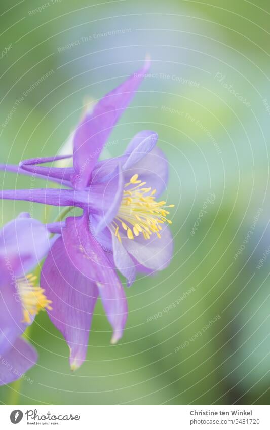 Erinnerung an den Frühsommer Akelei Blume Pflanze Natur Blüte Frühling Sommer Garten Nahaufnahme Schwache Tiefenschärfe Unschärfe schön blühend violett lila