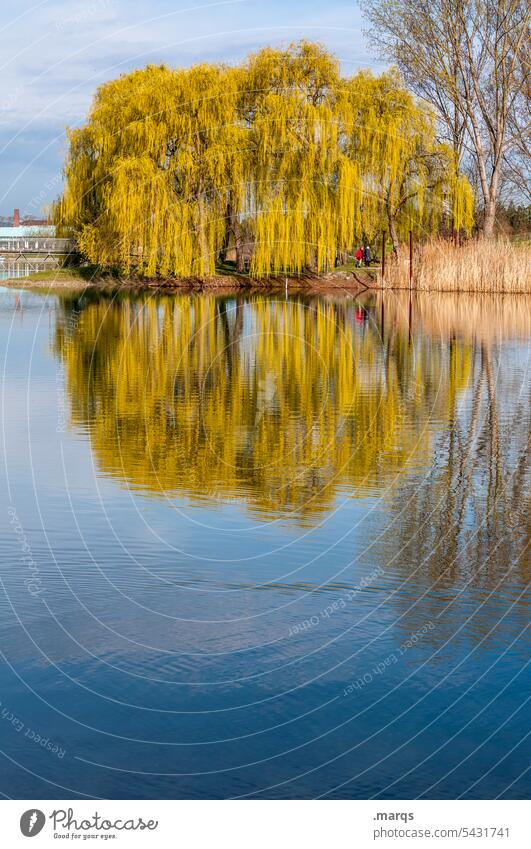 Weide im See Baum Reflexion & Spiegelung Wasser Schönes Wetter Natur Seeufer Wasseroberfläche Wasserspiegelung Idylle Frühling
